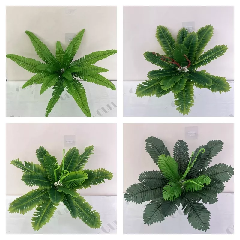 Ponggawa Boston Fern