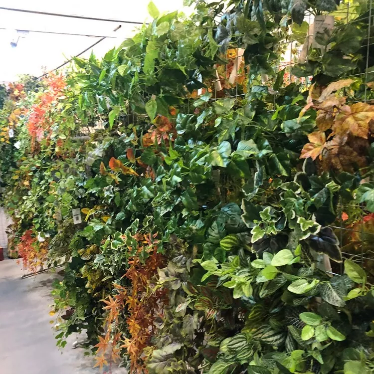 Tanduran Ivy Ponggawa