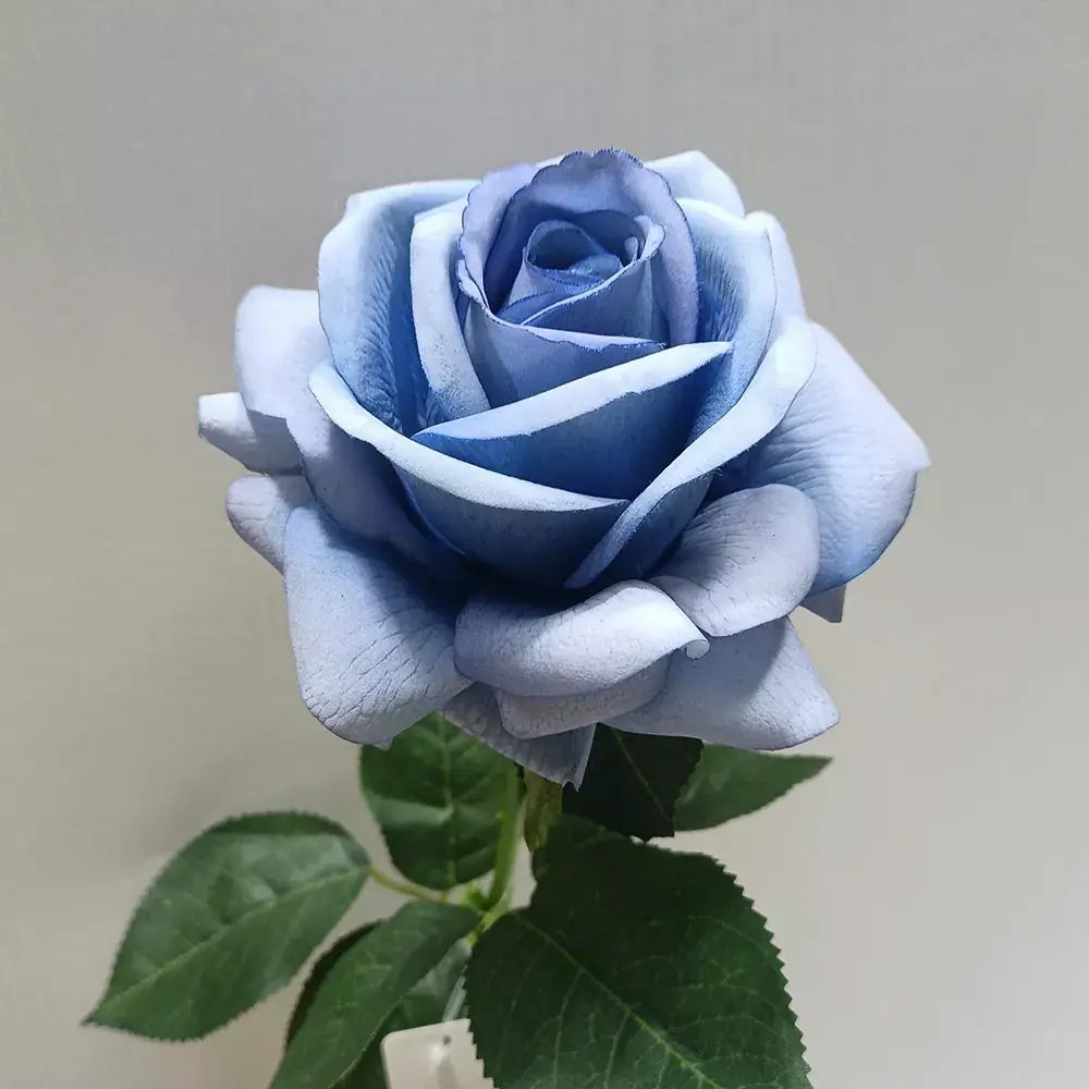 Latex Real Mawut Roses Kembang