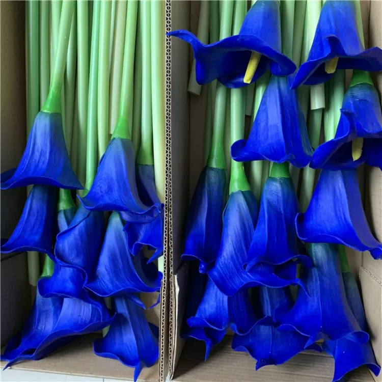 Ponggawa Calla Lily